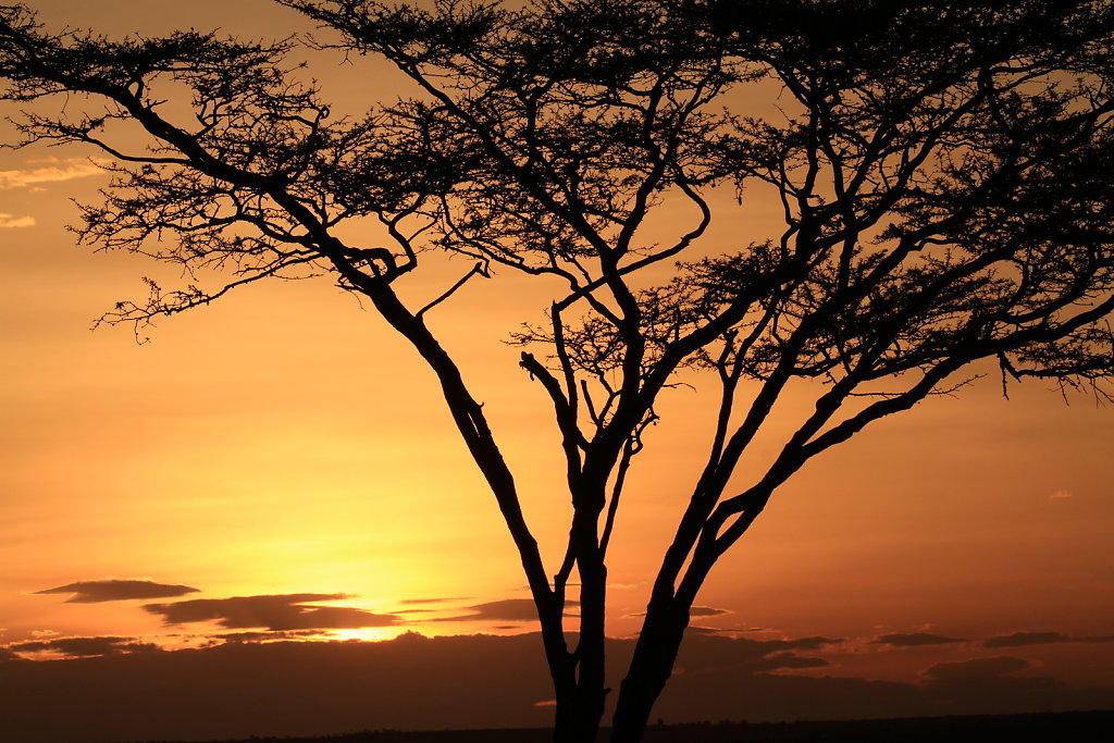 Acacia at Sunset